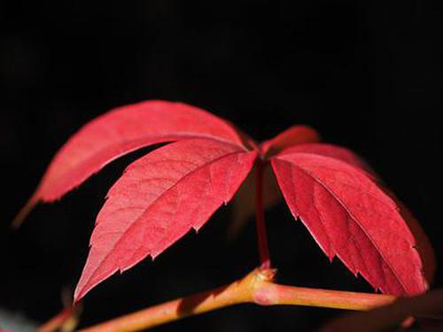 博雅麻將全集免費(fèi)優(yōu)勢計(jì)劃