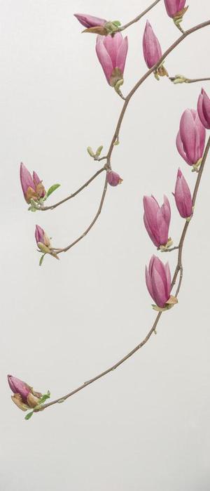 孟德茹