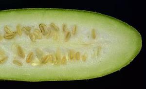 粉粉豬