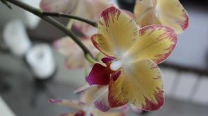 佰遍瓔花