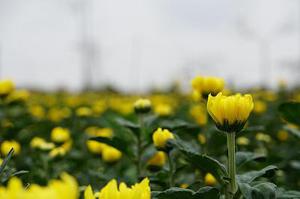 孤獨(dú)的愛(ài)