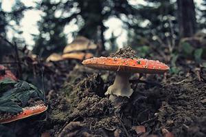 我的問問