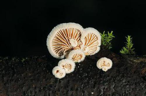 新潮娛樂安裝引導