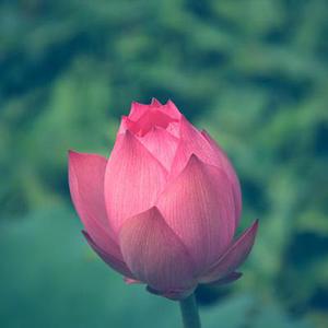 花間紫蝶