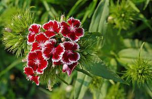 丁香花
