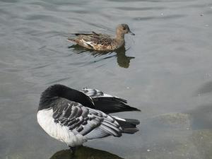 檽米團(tuán)子