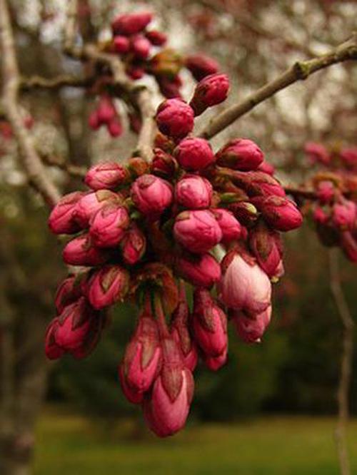 白菜網(wǎng)蘋果版活動