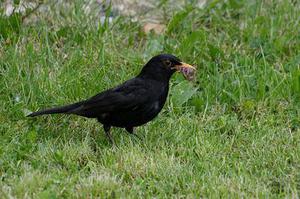 丹鳳光