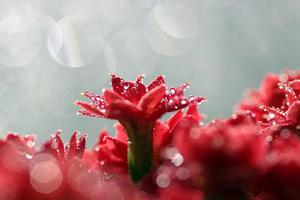 水晶仙子