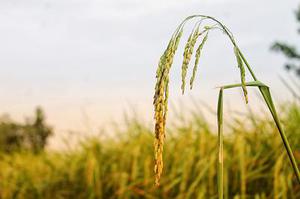 夢(mèng)里的話