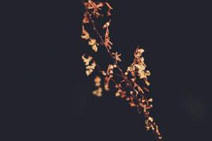 花渡熱戀