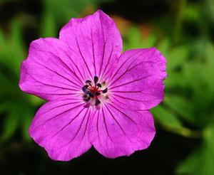 石曉菡