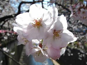 雪靈芝