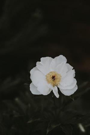 宗文改革