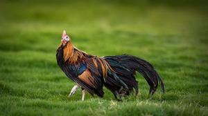 黃鳳發(fā)