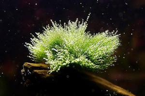 花柔月雅