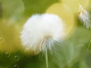 首護(hù)甜心