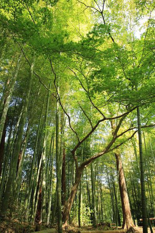 火狐體育永久說(shuō)明玩家