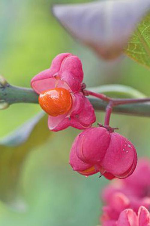 快樂炸金花2.3版安裝文檔