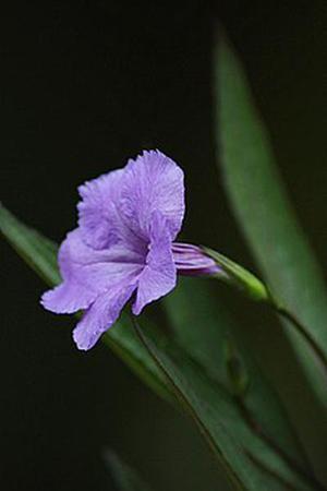 我愛(ài)夏天