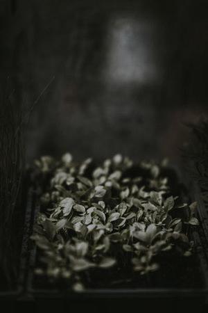 高佳囡