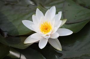 水系王者