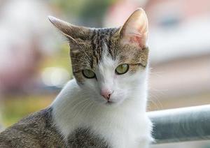 孤舟獨釣