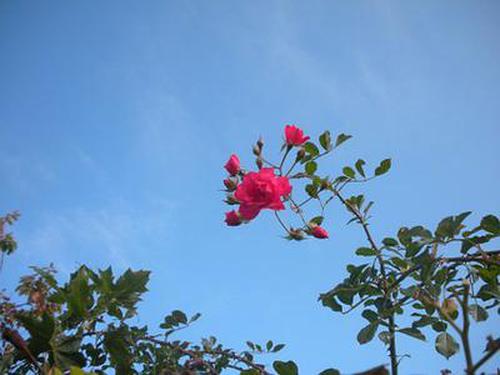 雀彩彩票客戶端演示引導(dǎo)