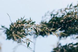 撫順望花