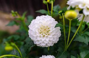 金色薔薇