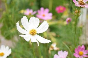 蝶彩薔薇