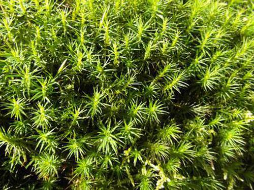 老版萬人炸金花免費版說明官網(wǎng)