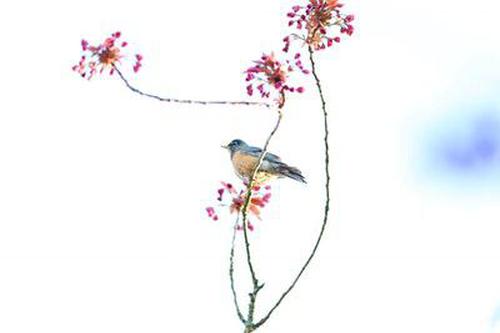 凡悅德州引導(dǎo)說明