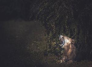 死亡騎士