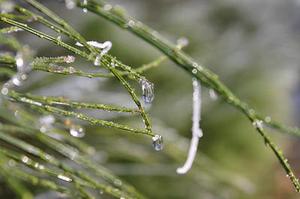 小雨兒