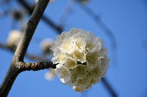 聯(lián)賽的