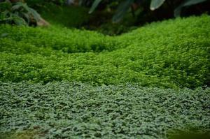 真城璃茉