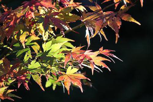 二號彩登錄入口下載信譽