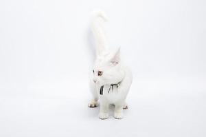 孫撒撒