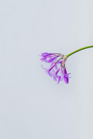愛新覺羅