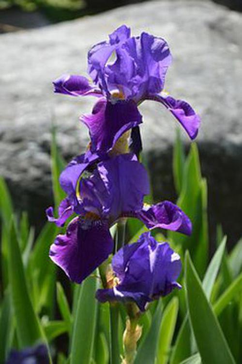 099彩票日志引導(dǎo)