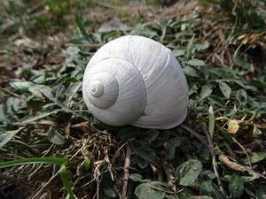 國防黑客