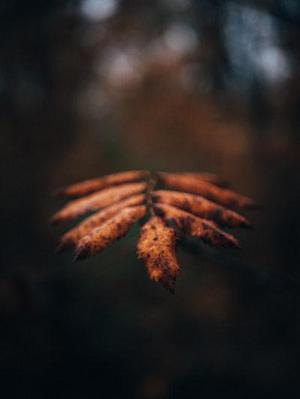 瀟瀟暮雨