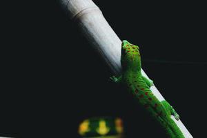 紫緣夜幻