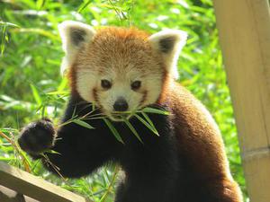羽夢齊飛