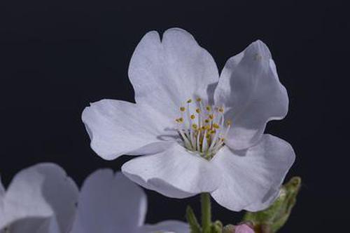 旺旺彩 購彩大廳APP更新