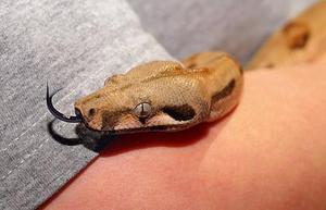 茉莉清茶