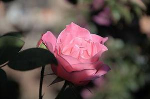 繡花針