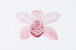 連花島主