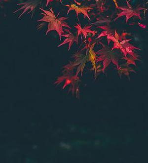 小丸子